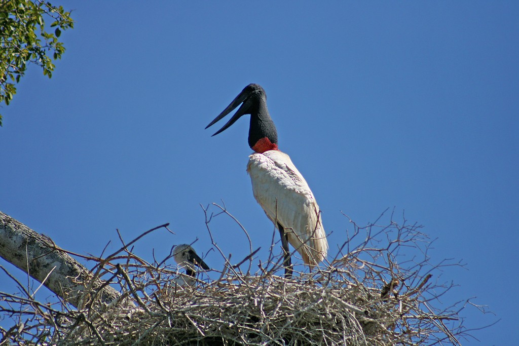 čáp jabiru - ML205810131