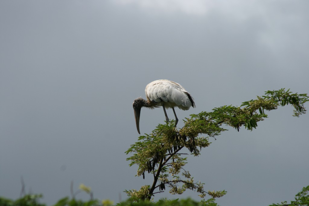 Wood Stork - ML205810141