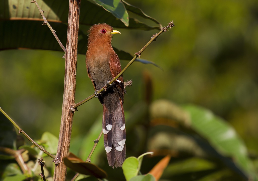 Little Cuckoo - ML205810171