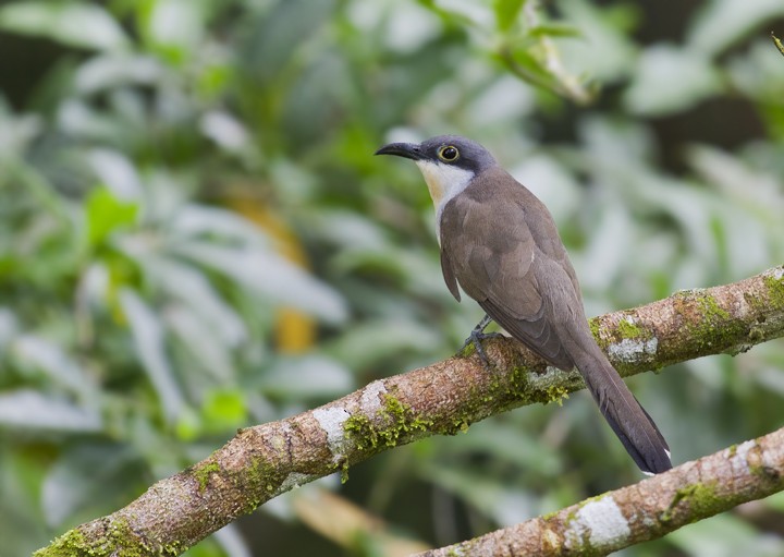 Dark-billed Cuckoo - ML205810181