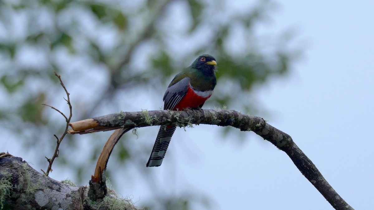 trogon límcový [skupina collaris] - ML205810281