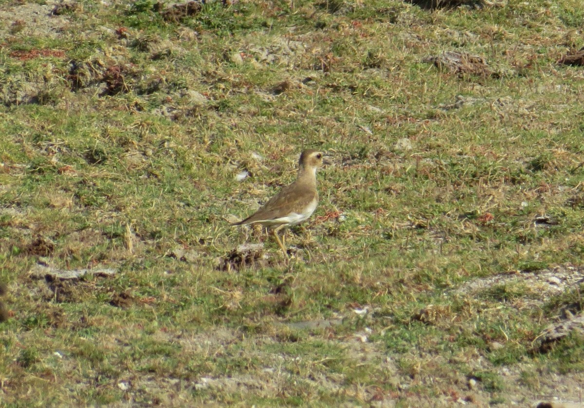 Oriental Plover - Bruno Durand