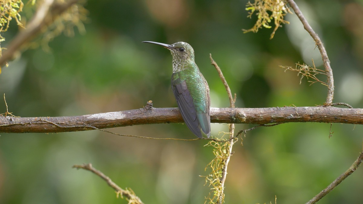 Many-spotted Hummingbird - ML205810401