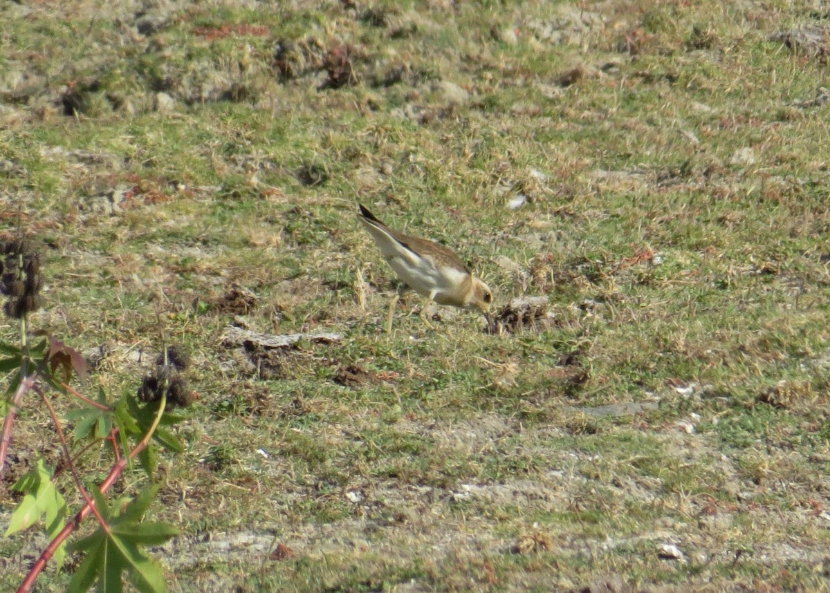 Oriental Plover - ML20581041