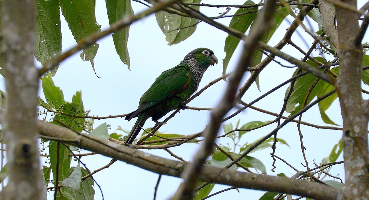 brunhaleparakitt (melanura gr.) - ML205810441