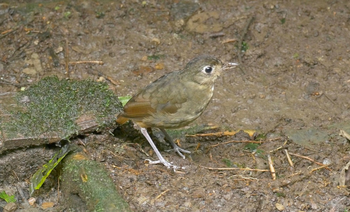 Plain-backed Antpitta - ML205810471