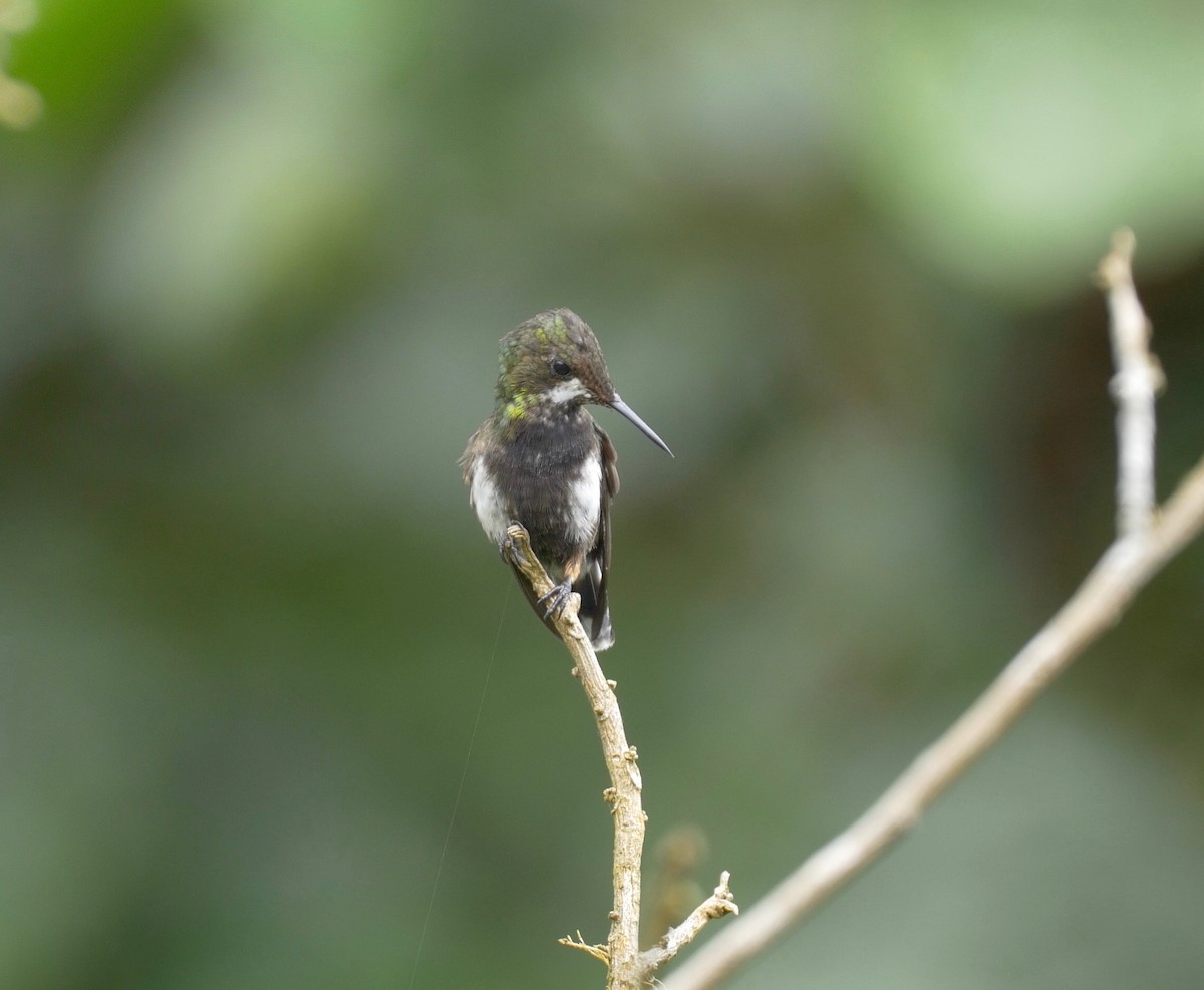 Wire-crested Thorntail - ML205810621