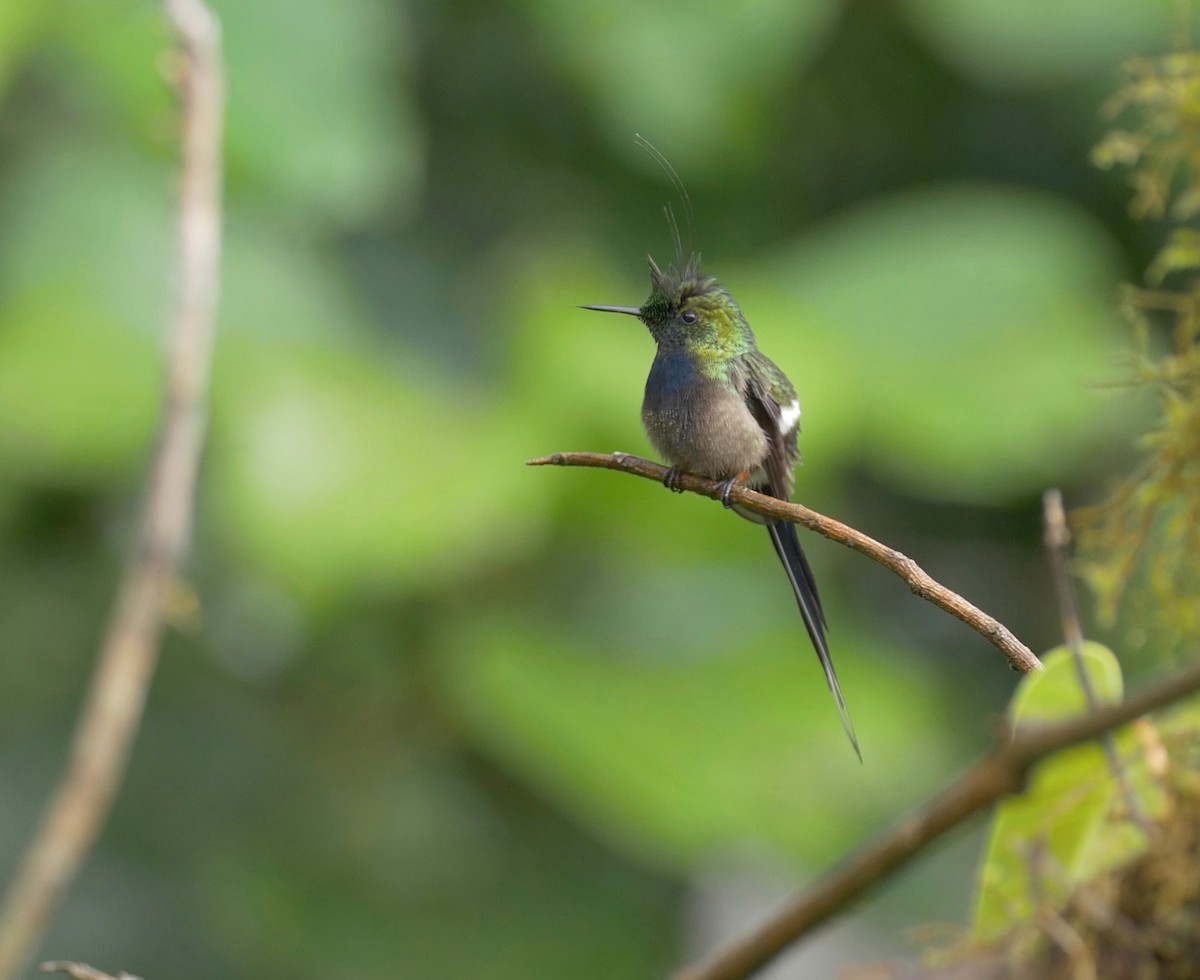 kolibřík ostrochocholatý - ML205810631