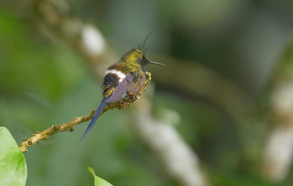 kolibřík ostrochocholatý - ML205810641