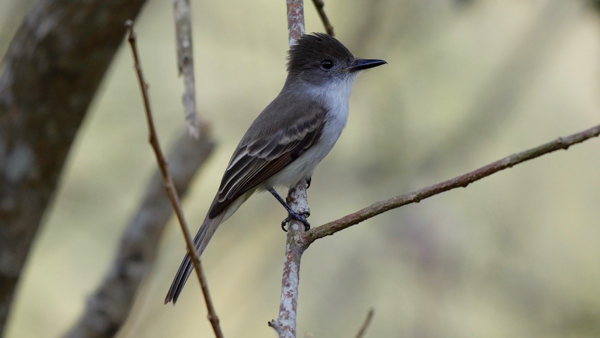 La Sagra's Flycatcher - ML205810751