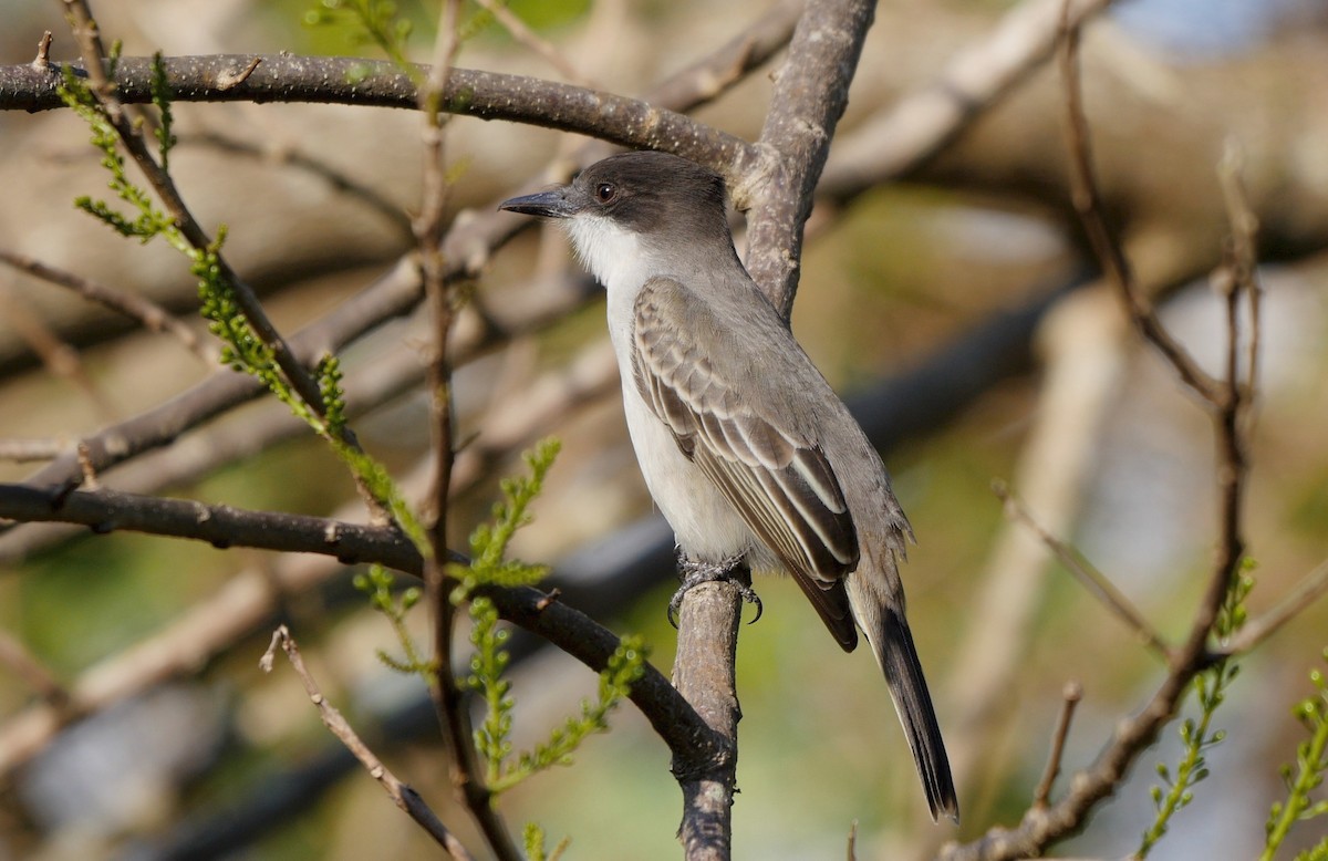 Tyran tête-police (groupe caudifasciatus) - ML205810761