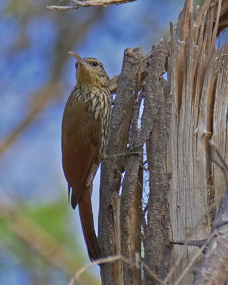 Streak-headed Woodcreeper - ML205810831