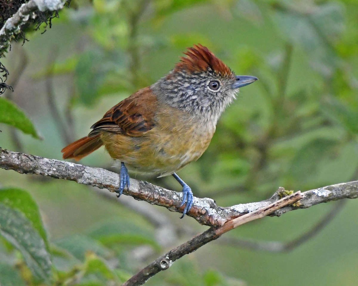 Chapman's Antshrike - Tini & Jacob Wijpkema