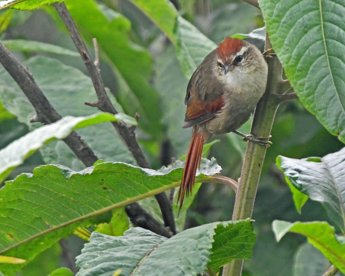 Line-cheeked Spinetail (Line-cheeked) - ML205810881