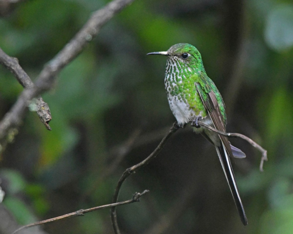 Yeşil Kuyruklu Kolibri - ML205810921