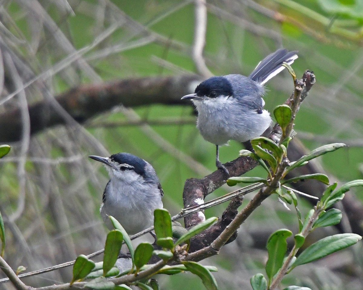 Tropical Gnatcatcher (Marañon) - ML205810971