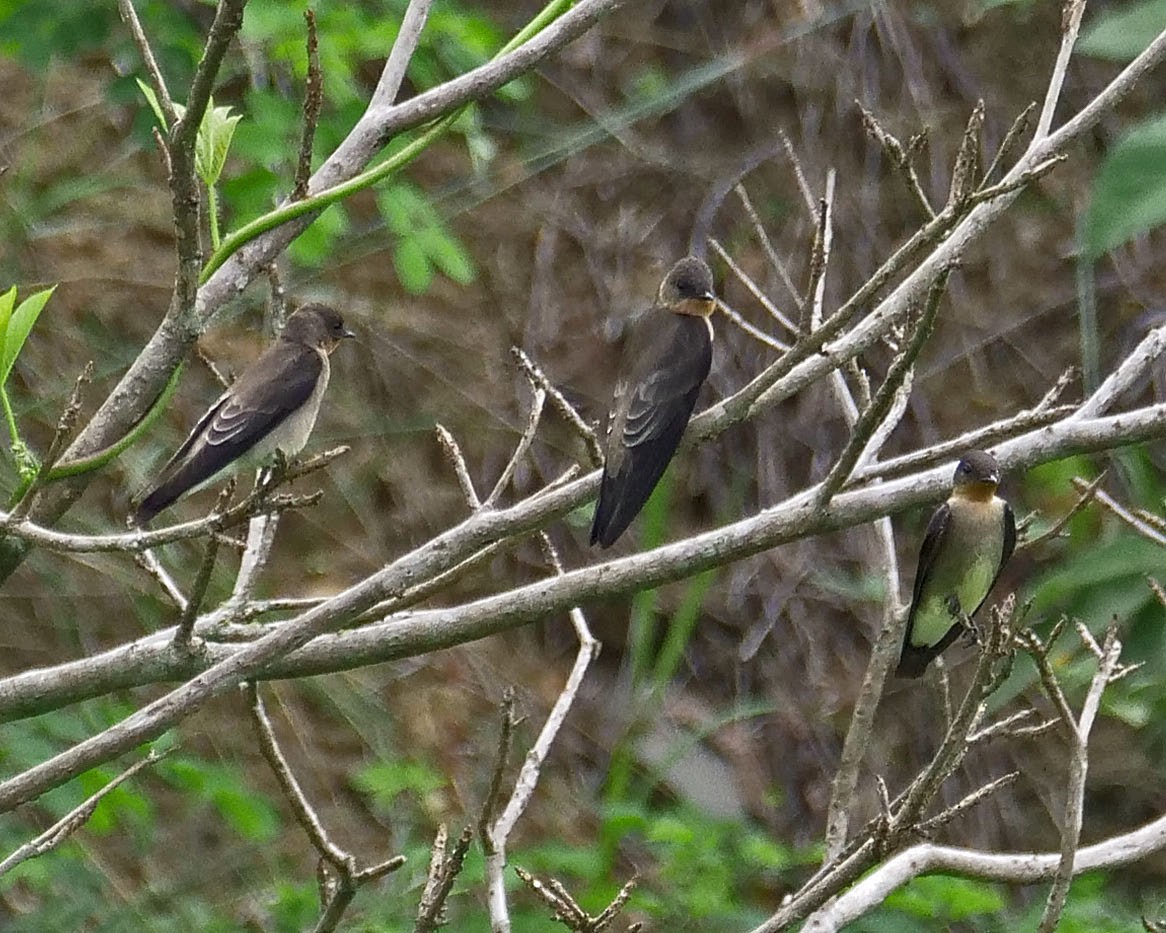 Southern Rough-winged Swallow - ML205811021