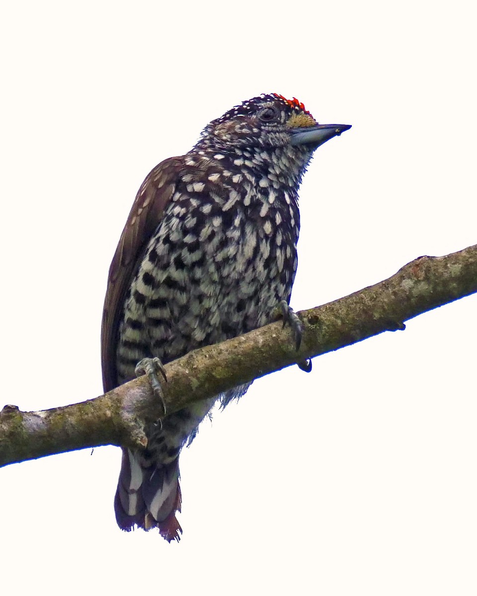 Speckle-chested Piculet - ML205811151