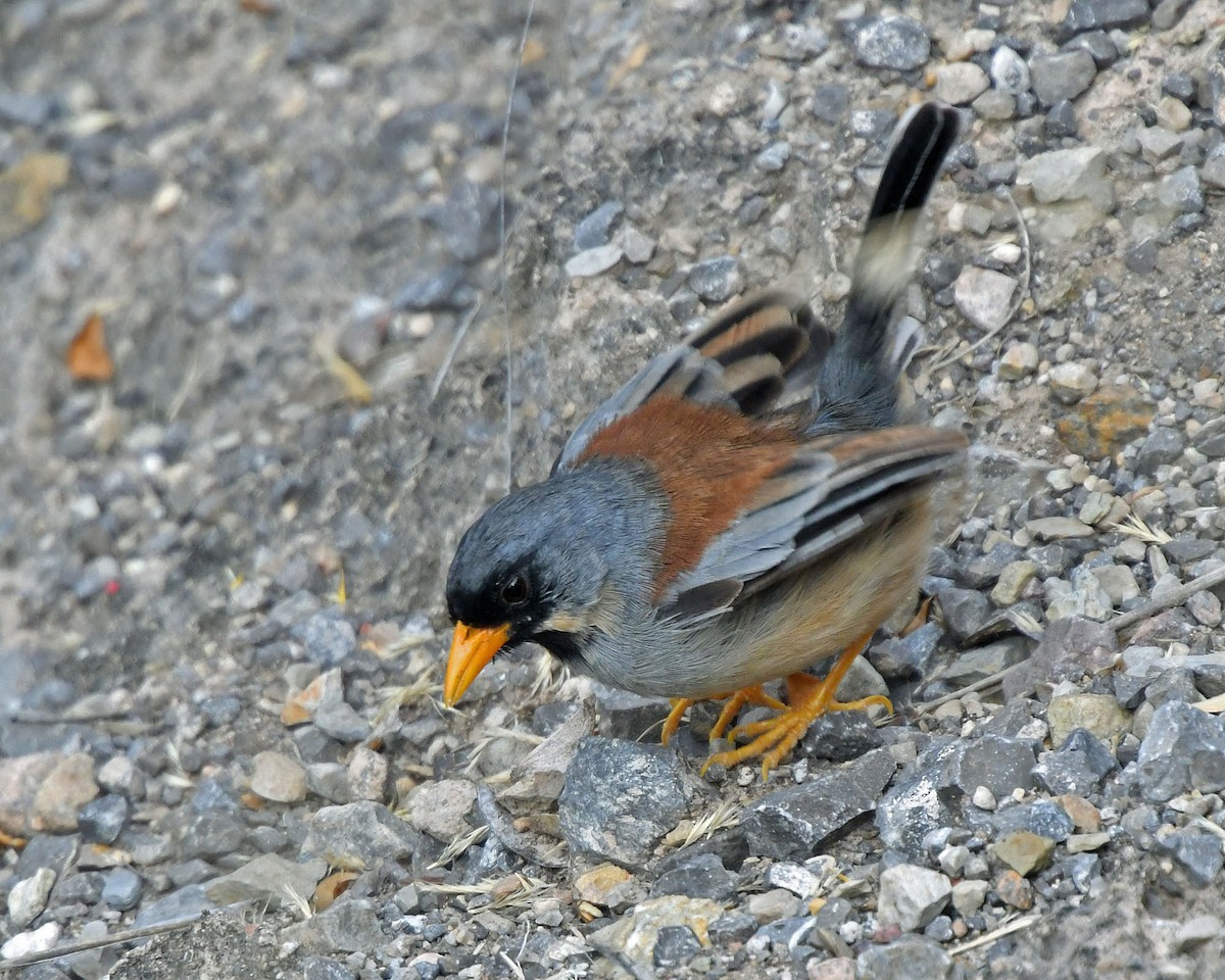 Buff-bridled Inca-Finch - ML205811211