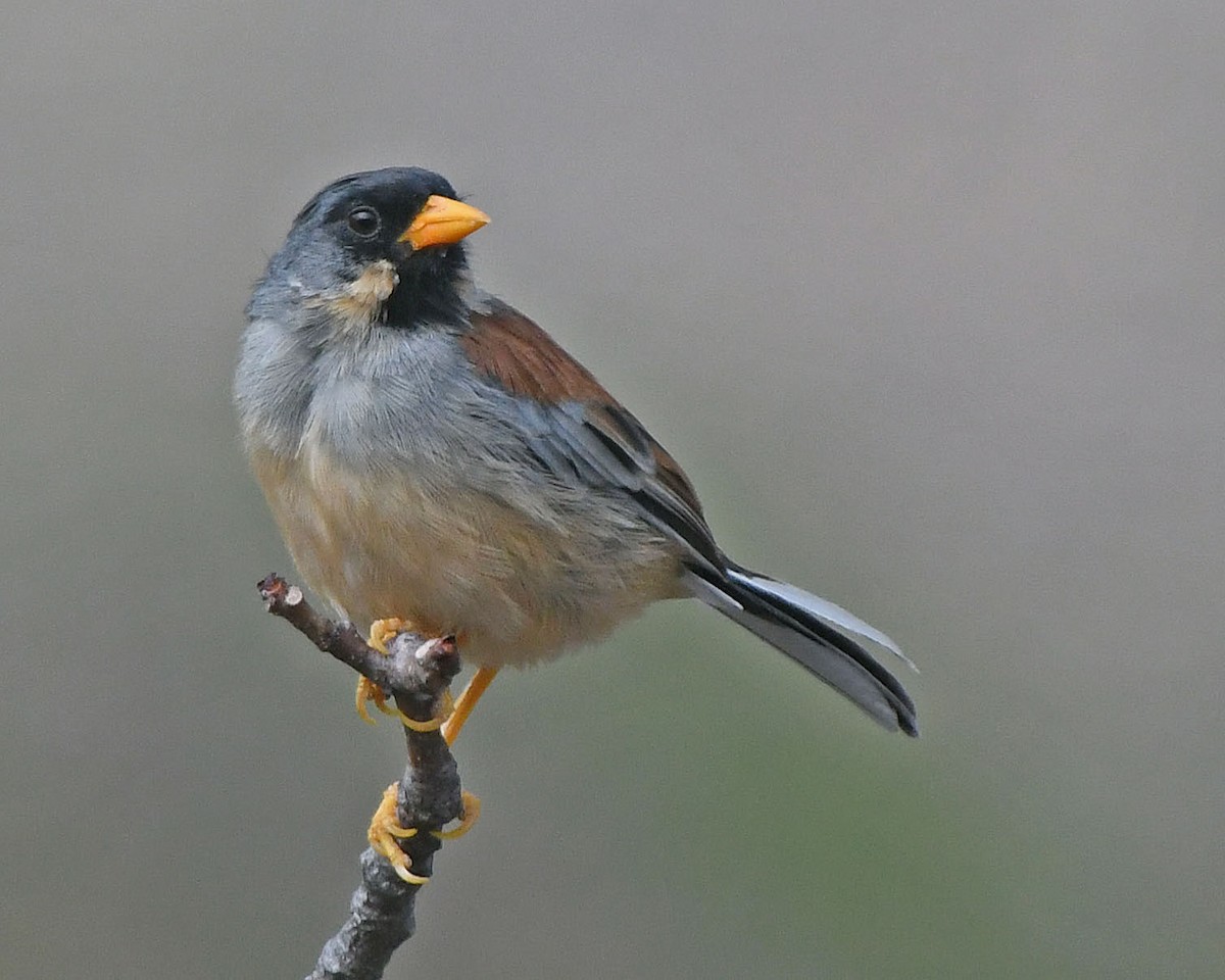 Buff-bridled Inca-Finch - ML205811221