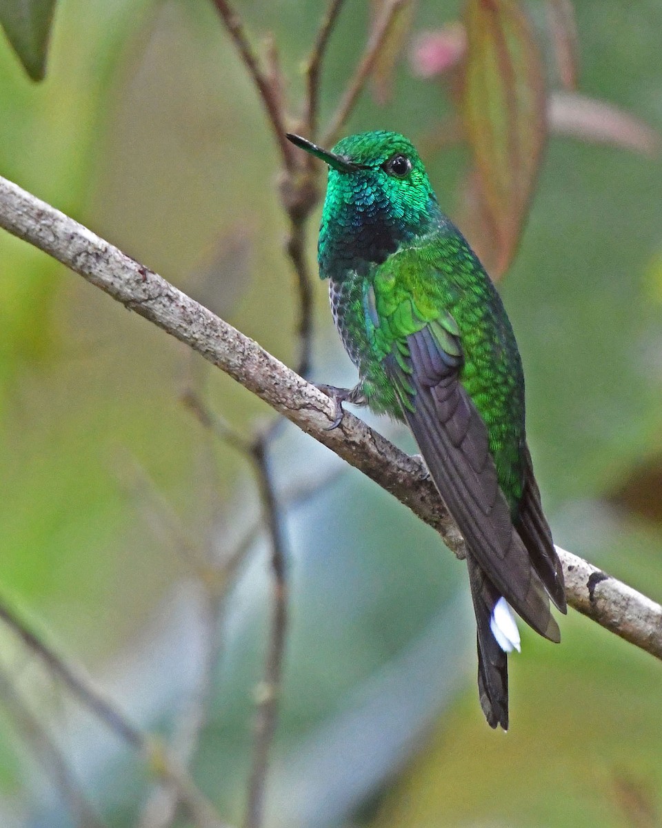 Rufous-vented Whitetip - Tini & Jacob Wijpkema