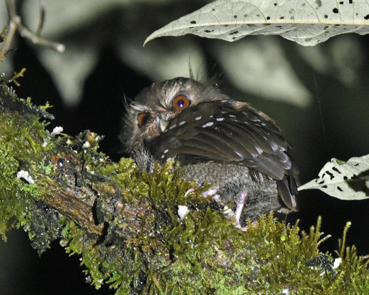 Long-whiskered Owlet - ML205811351