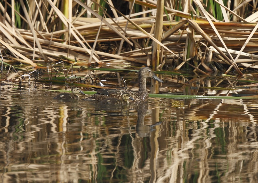 Cape Shoveler - ML205811781