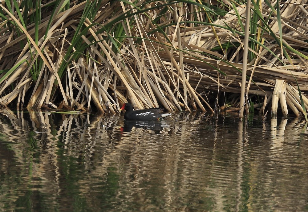 Eurasian Moorhen - ML205811791