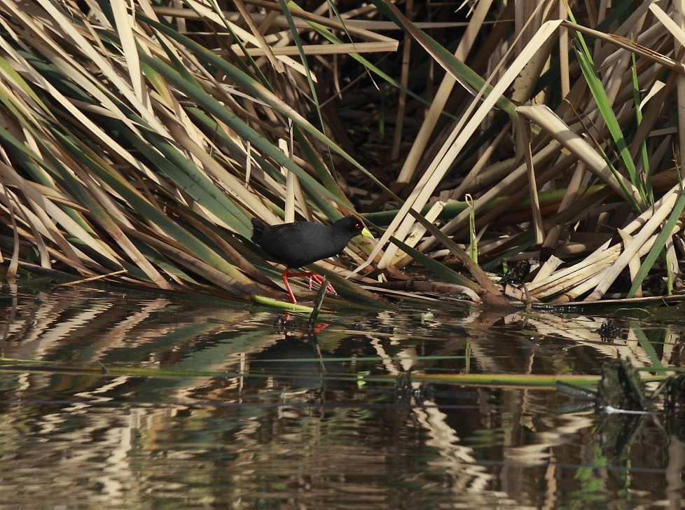 Black Crake - ML205811811