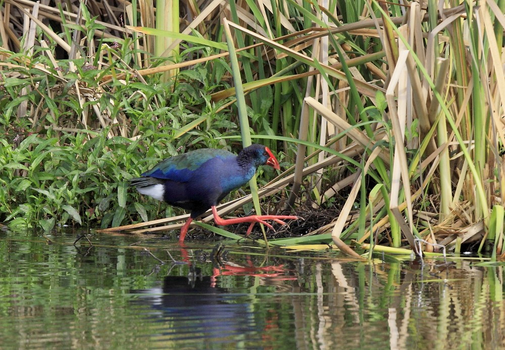 African Swamphen - ML205811831