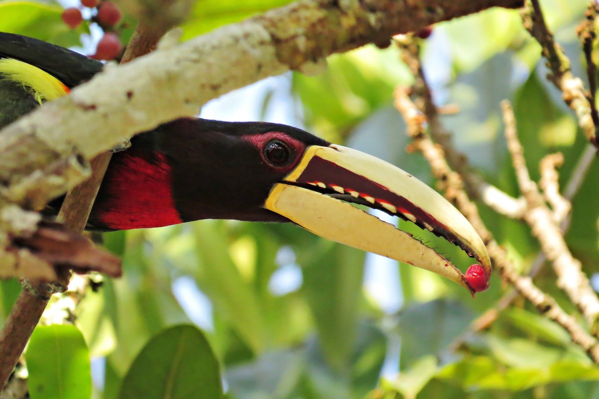 Ivory-billed Aracari - Tomaz Melo