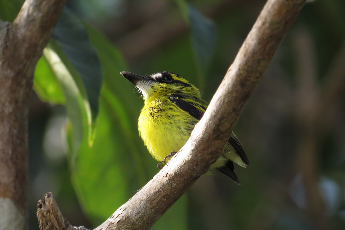 Yellow-browed Tody-Flycatcher - ML205812181