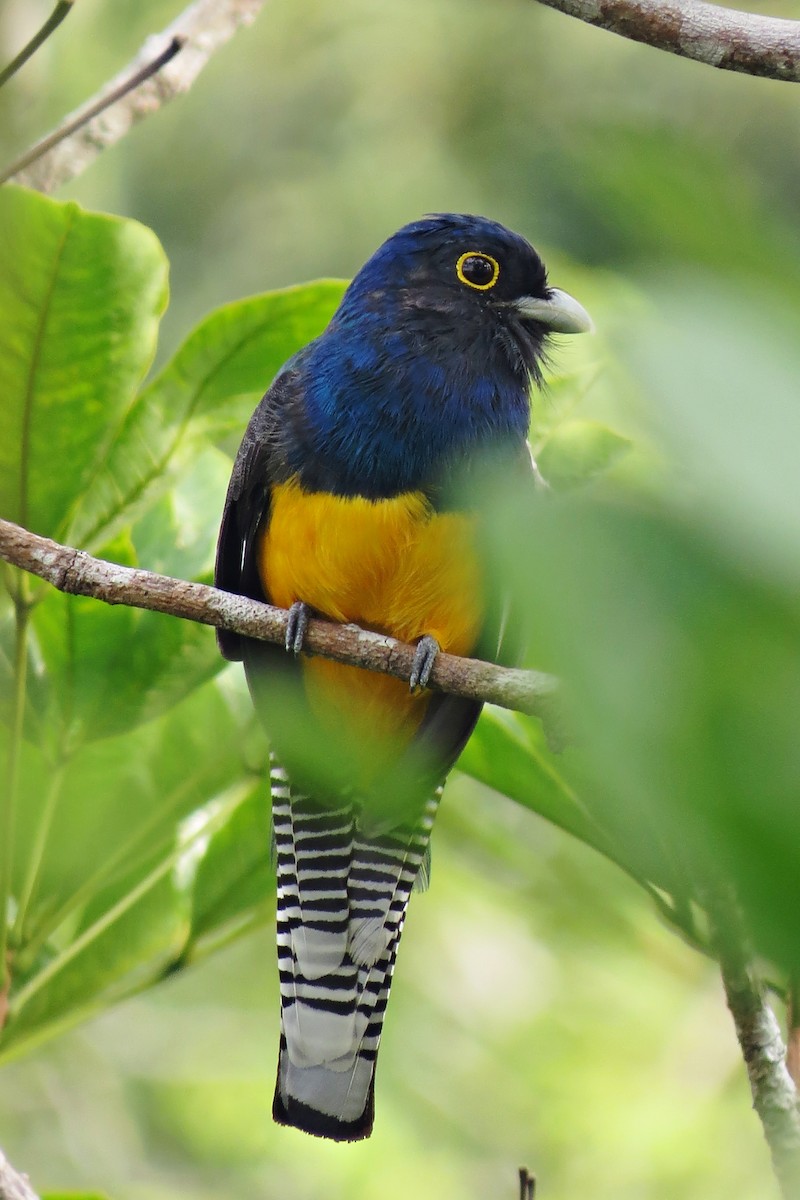 trogon guyanský - ML205812191