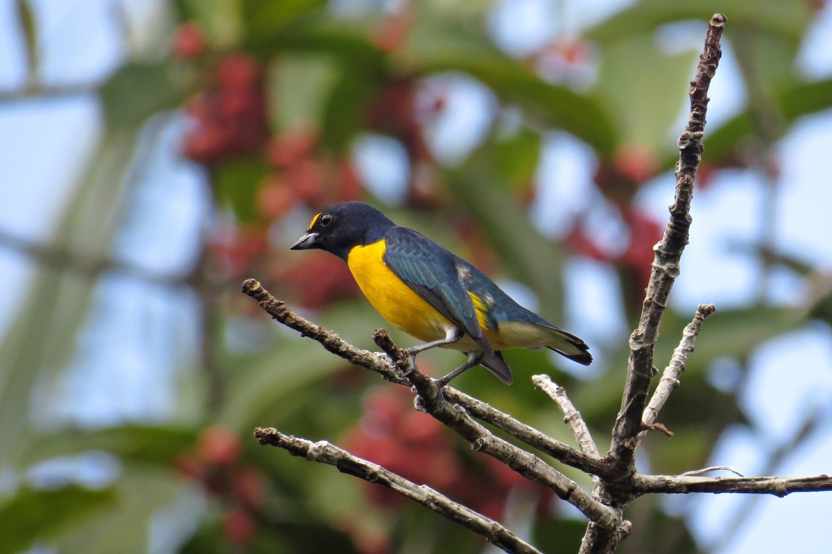 White-vented Euphonia - ML205812241