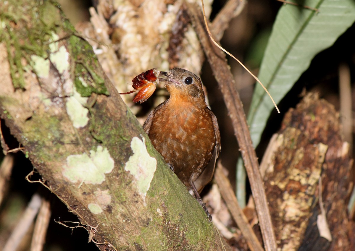 South American Leaftosser (Guianan) - ML205812311