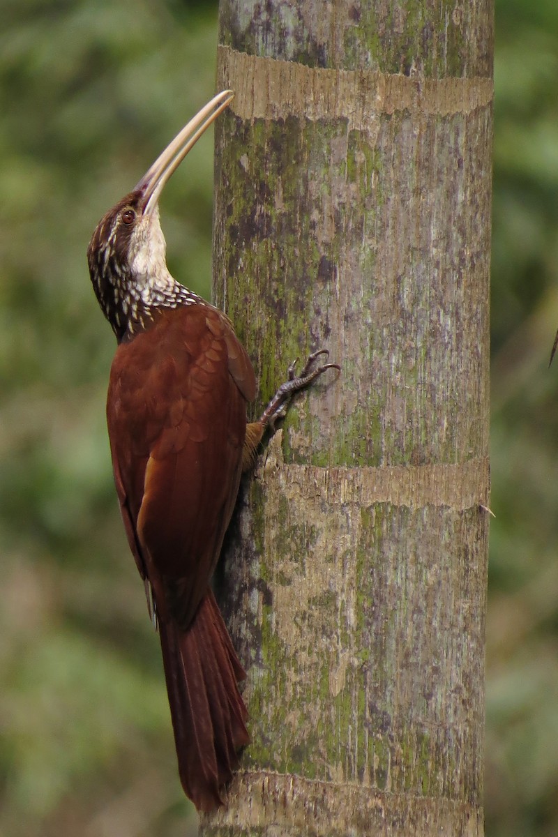 Long-billed Woodcreeper - Tomaz Melo