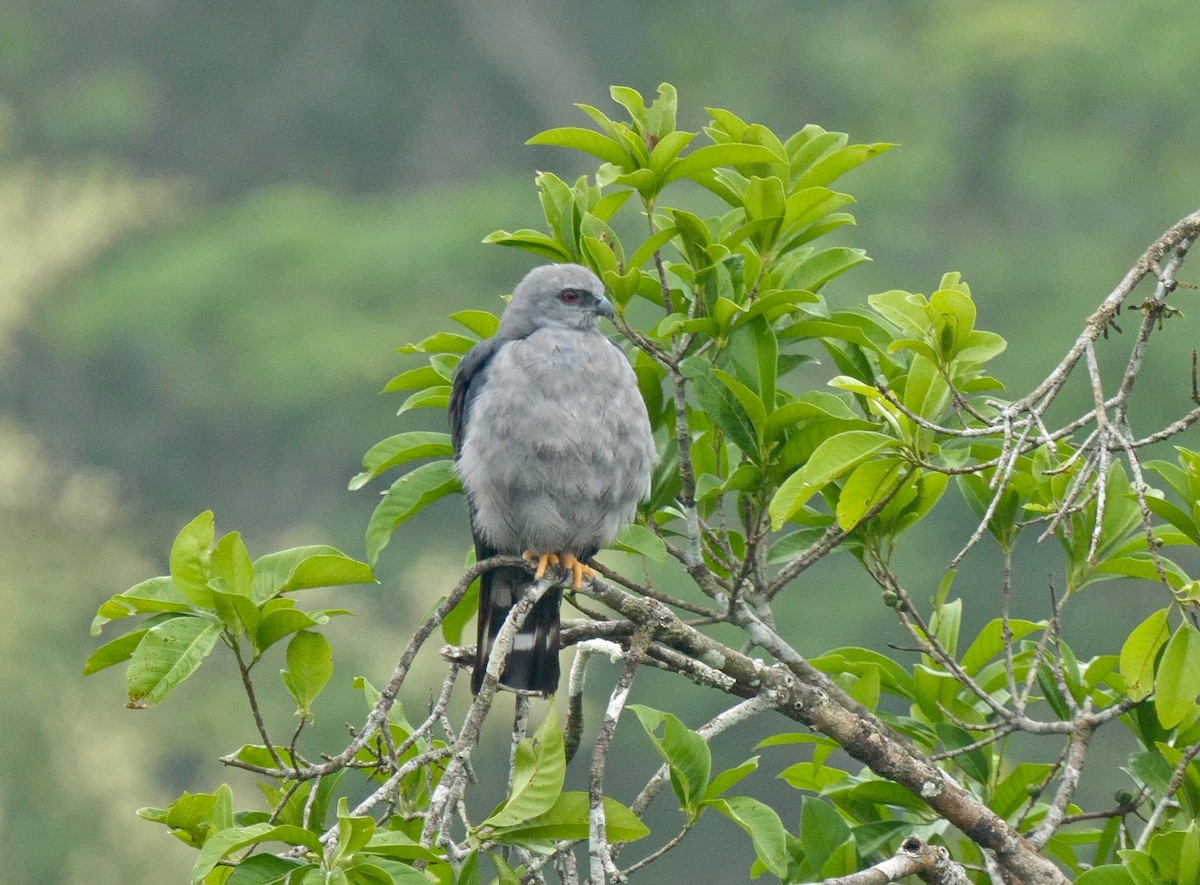 Plumbeous Kite - ML205812671