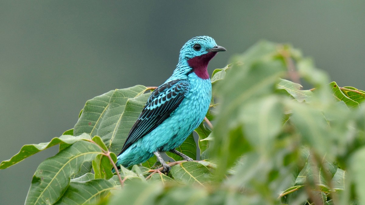 Spangled Cotinga - Greg Baker