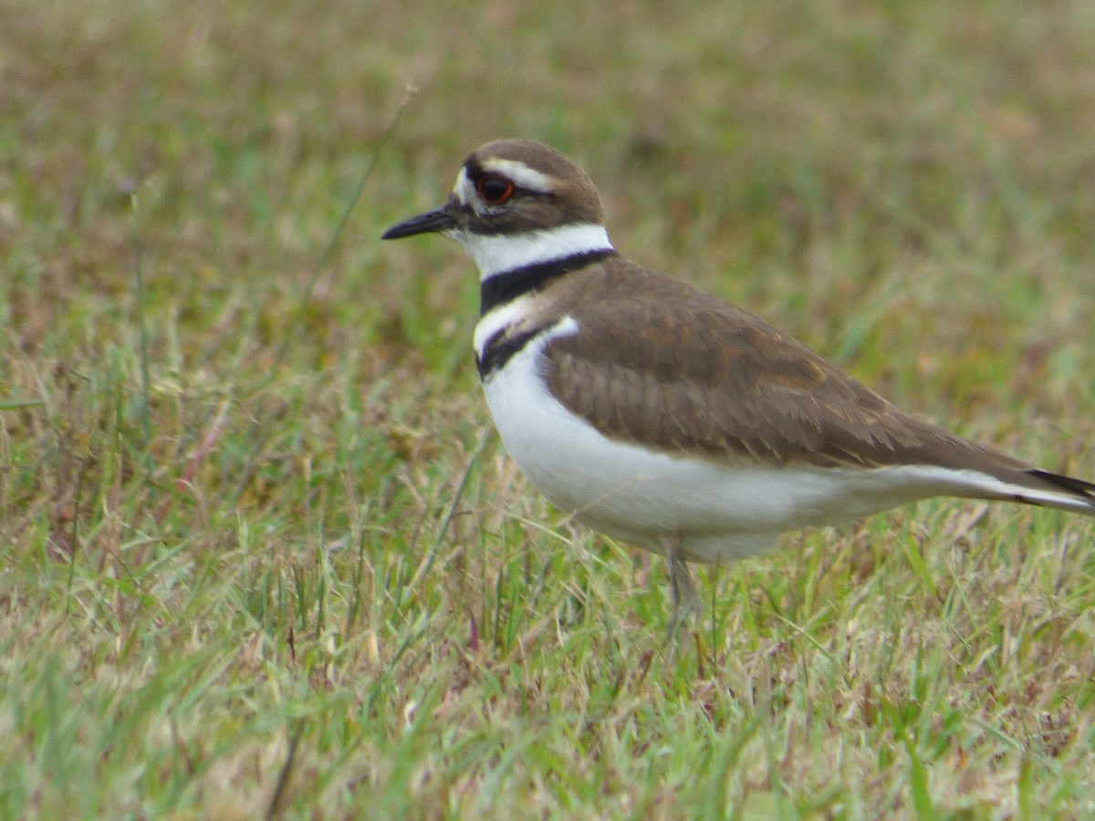 Killdeer - ML20581281