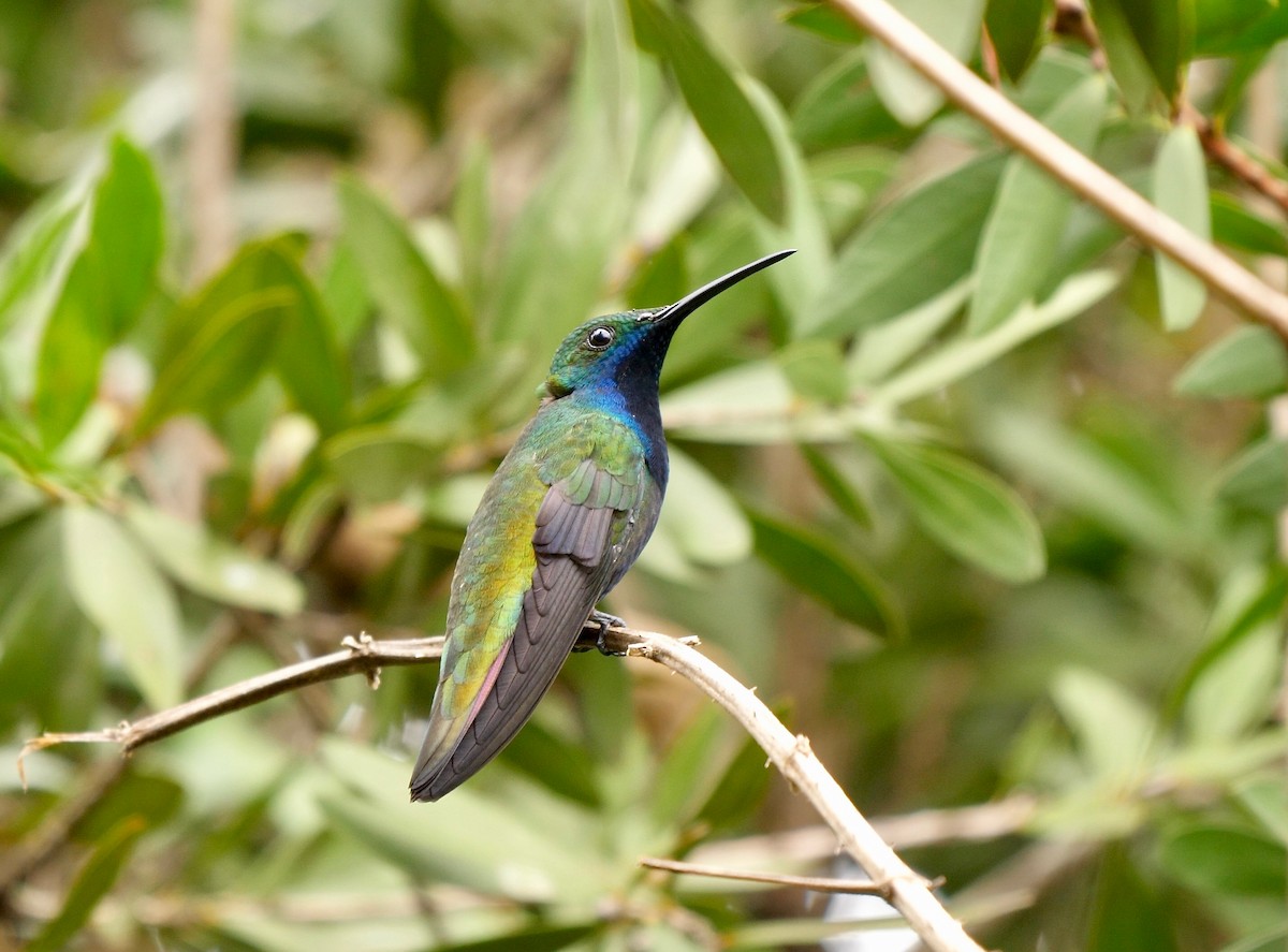 kolibřík tropický - ML205812811