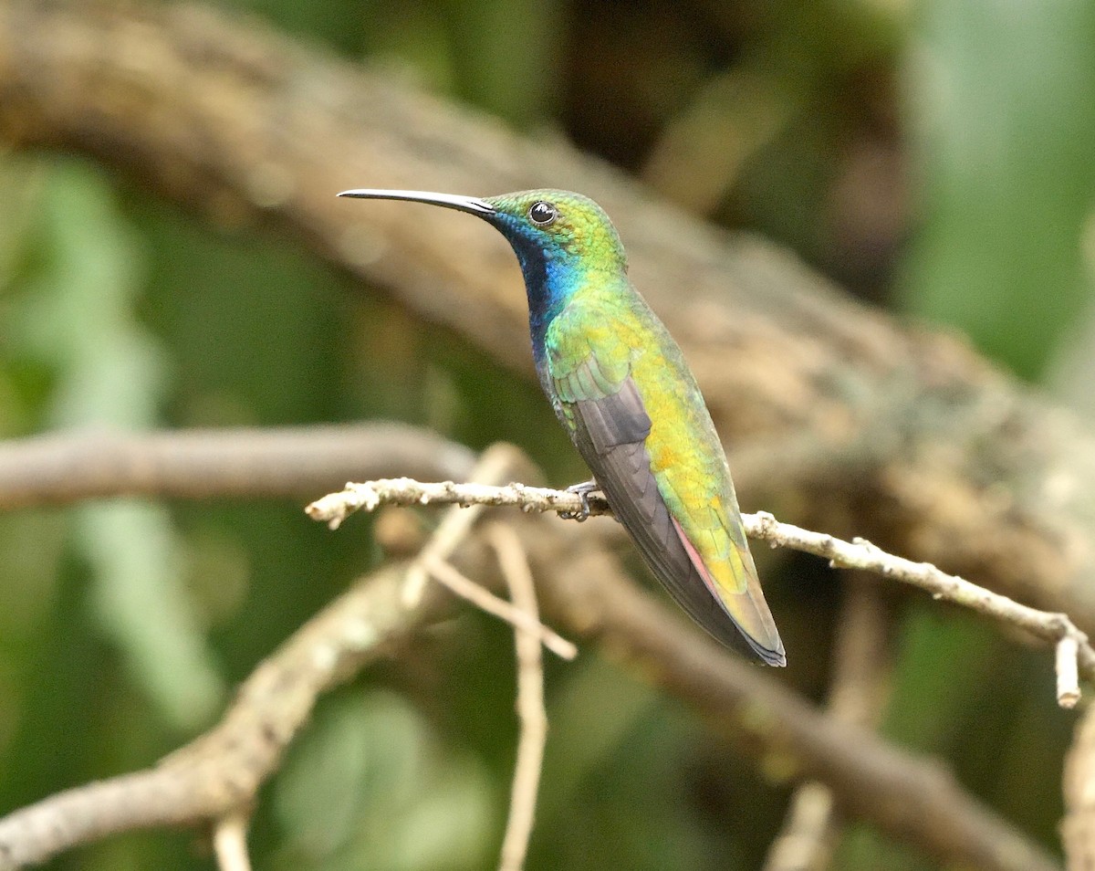 kolibřík tropický - ML205812821