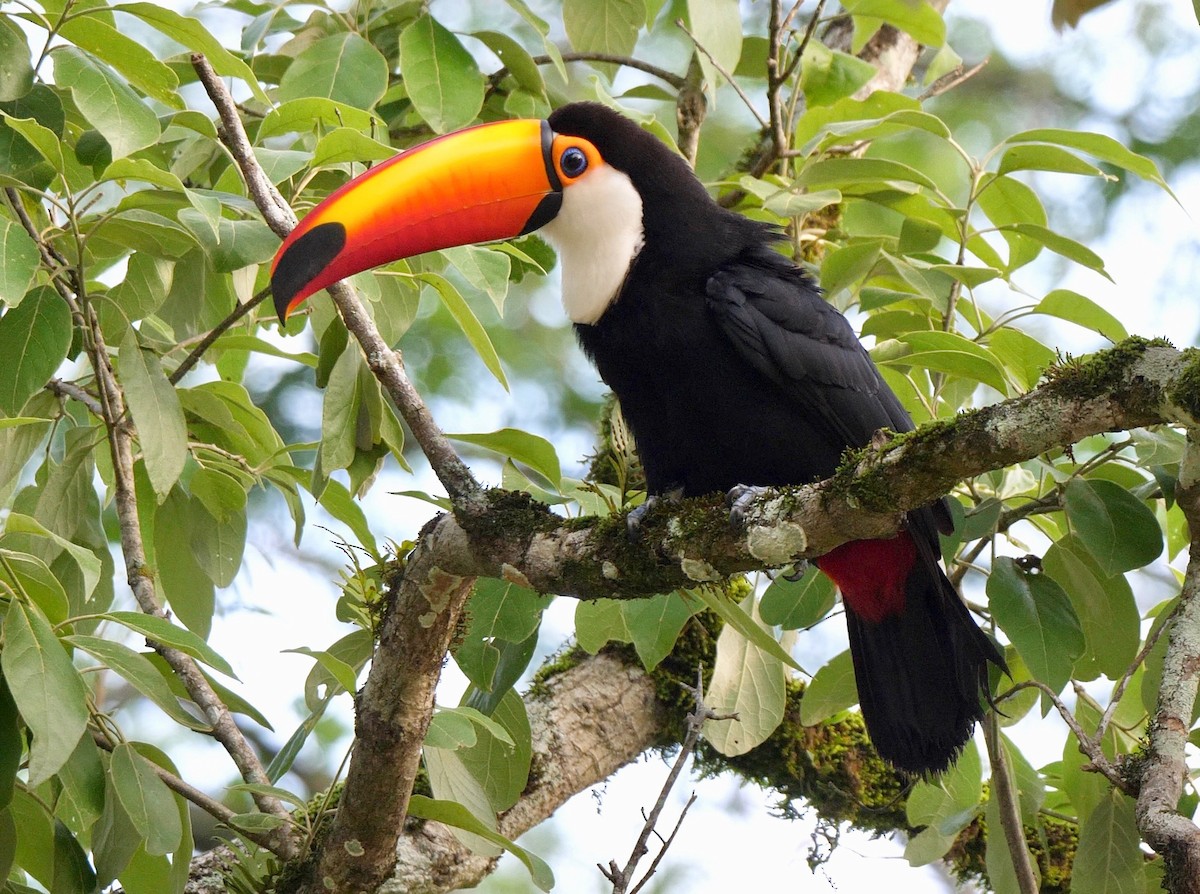 Toco Toucan - ML205812871