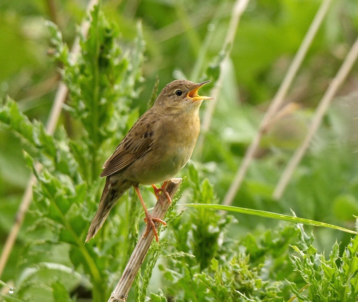 Common Grasshopper Warbler - ML205812931