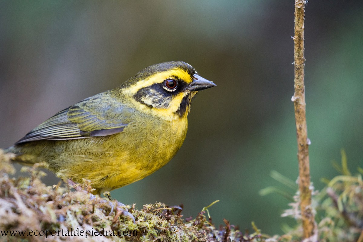 Yellow-striped Brushfinch - Carlos Cuñado Strelkov