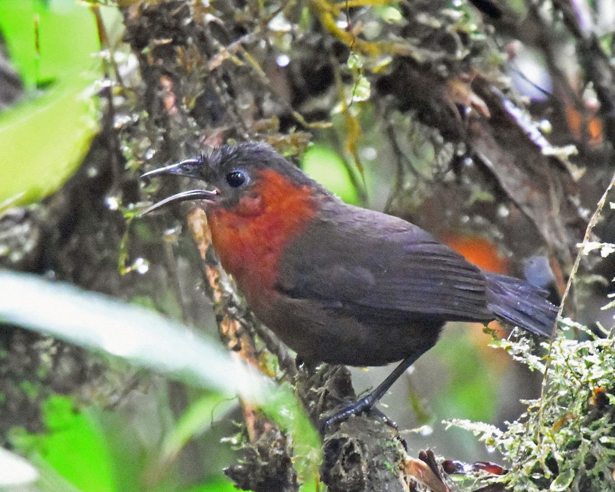 Southern Chestnut-breasted Wren - Tini & Jacob Wijpkema