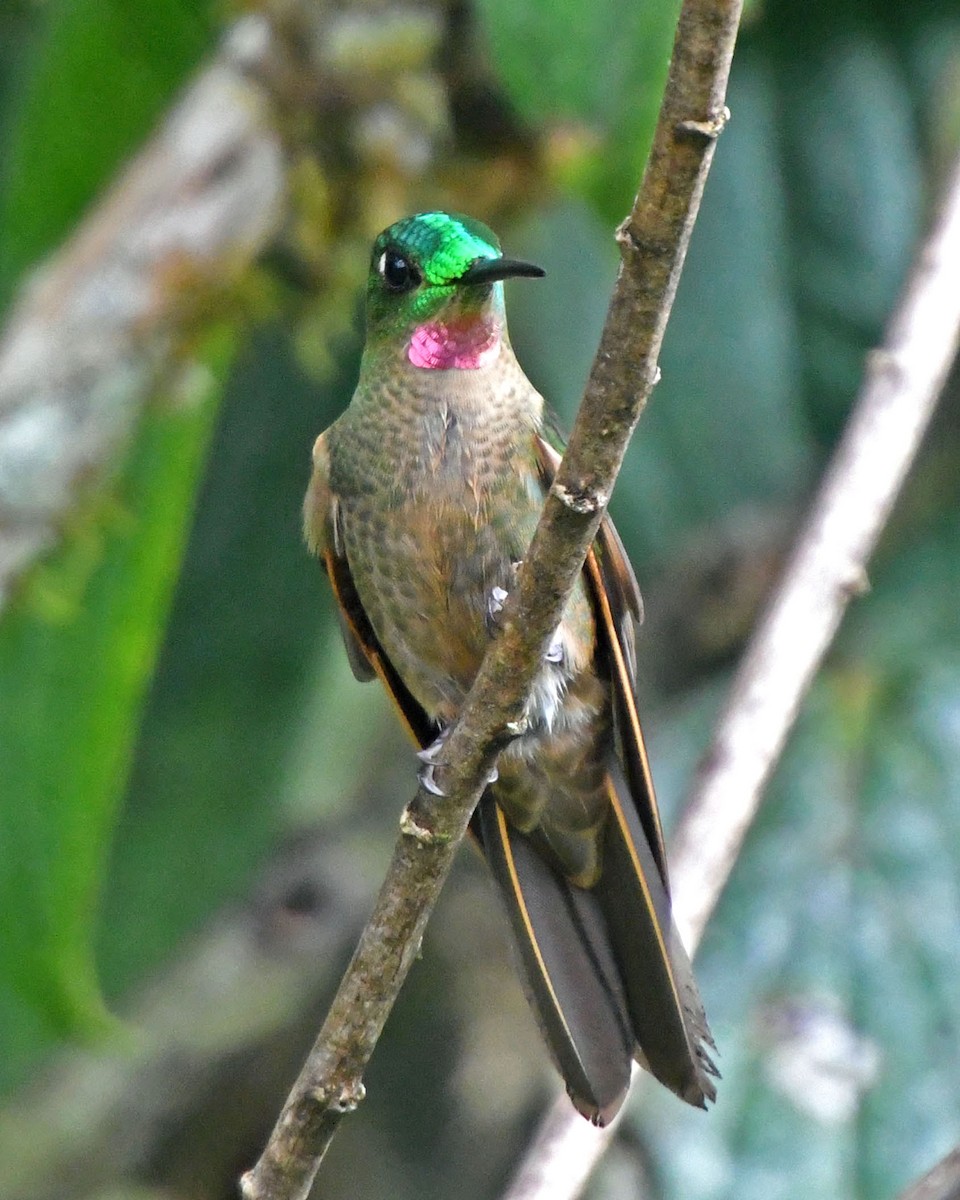 kolibřík hnědobřichý - ML205813321