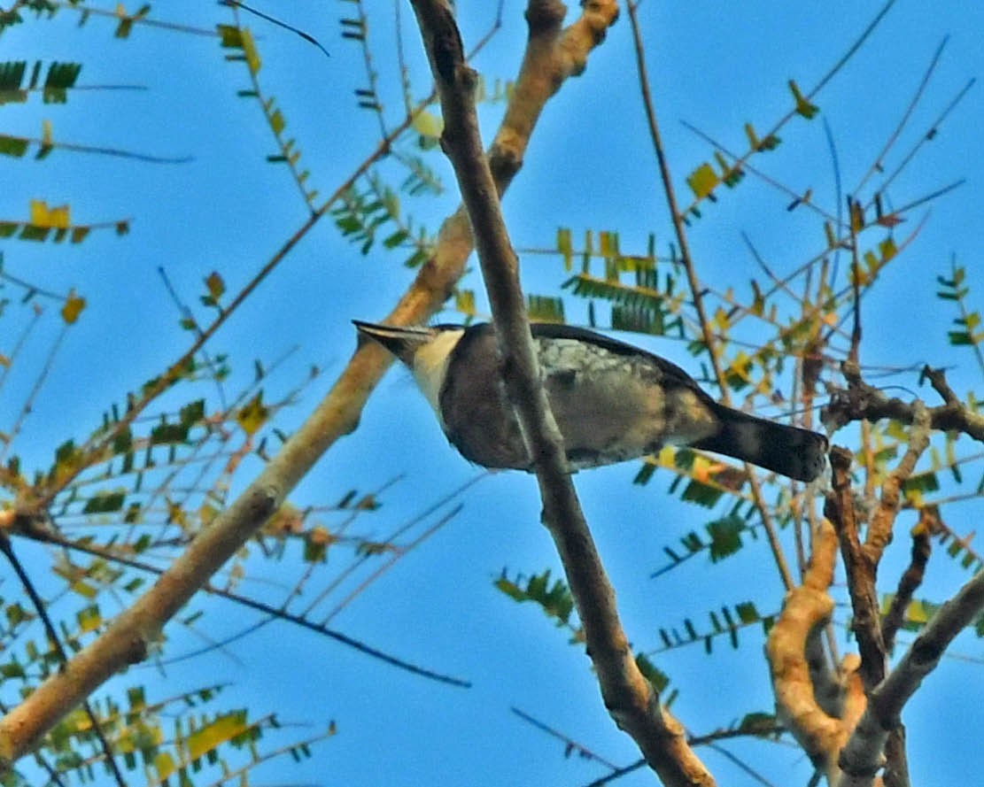 Brown-banded Puffbird - ML205813661