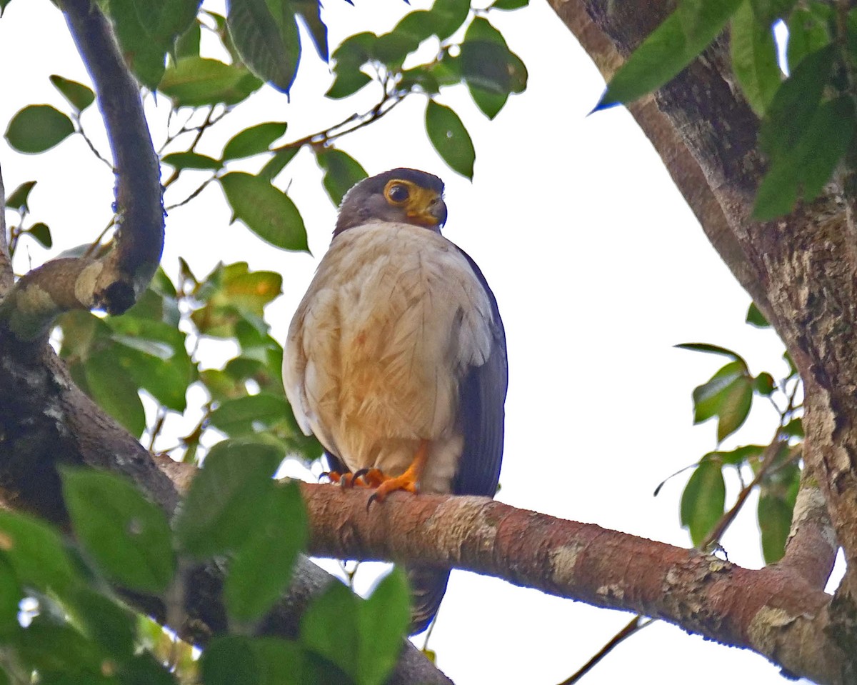 Slaty-backed Forest-Falcon - ML205813841