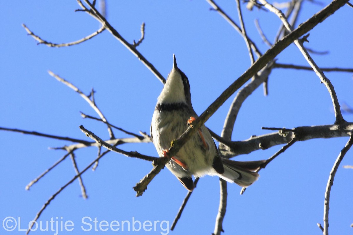 Bar-throated Apalis - ML205814181