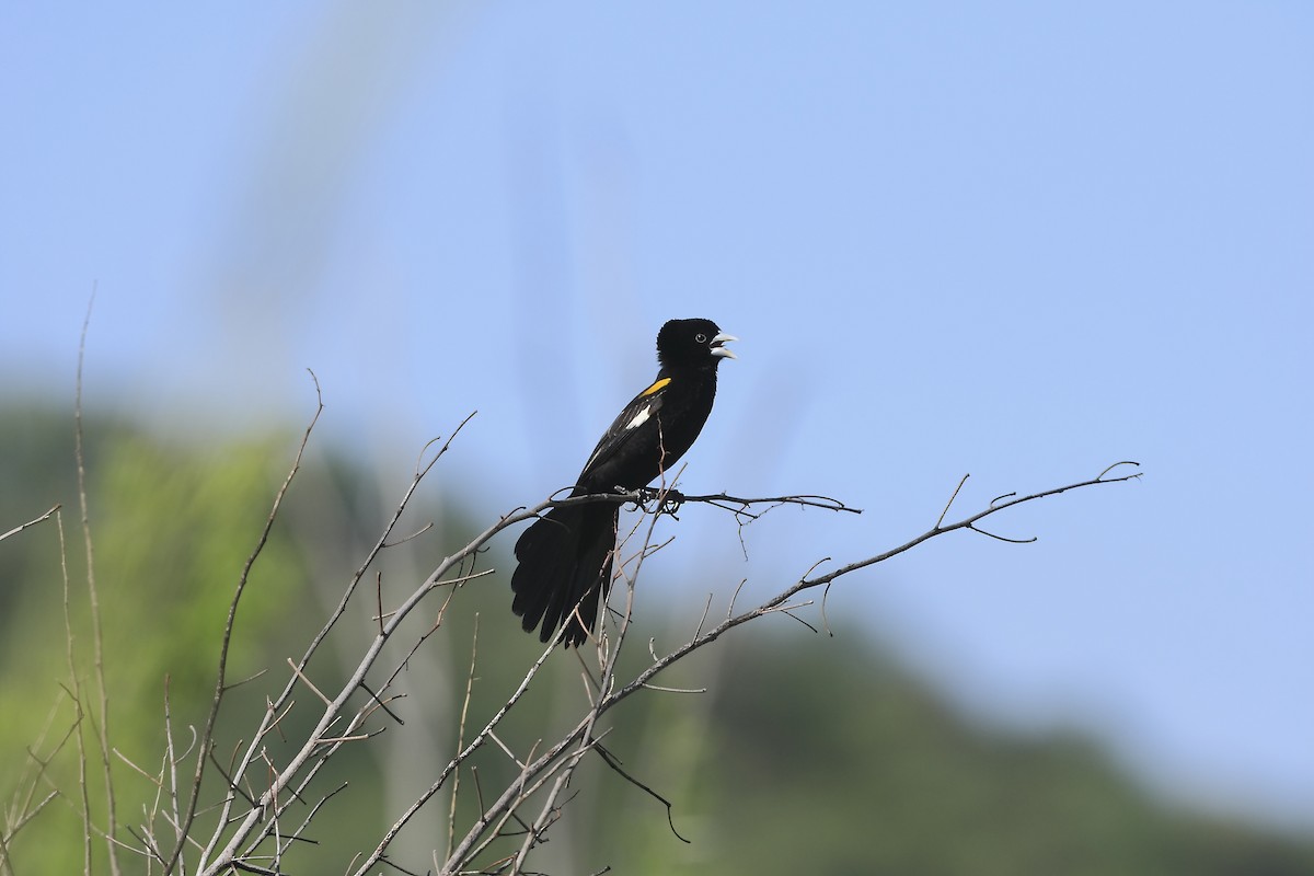 White-winged Widowbird - Loutjie Steenberg